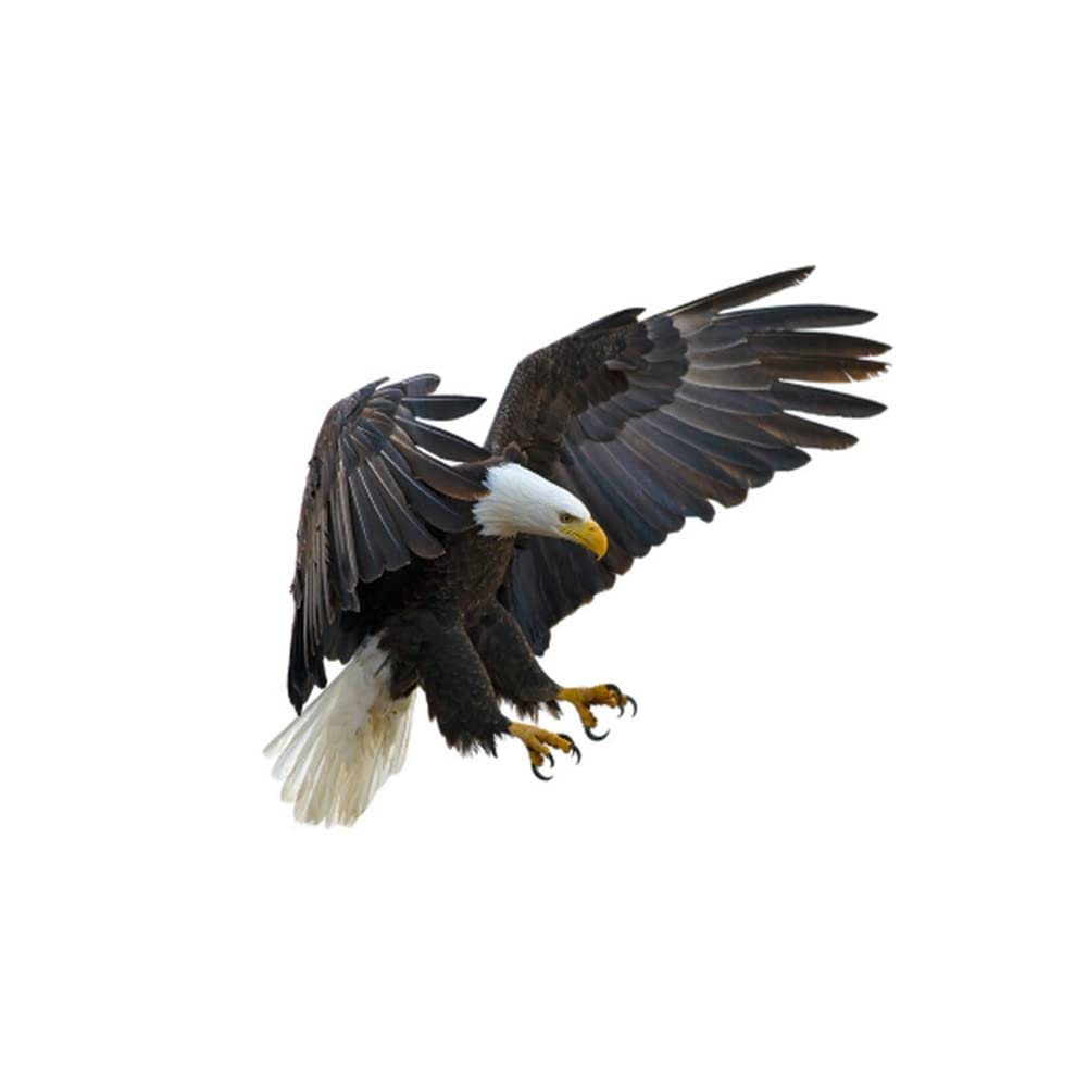 Autoaufkleber 3d Adler, Asudaro Autoaufkleber Tier Adler PVC Sticker Wasserdichte Laptop Aufkleber 3D Personalisierte Auto Aufkleber Lustiger Realistic Aufkleber Adler Vogel Flügel Auto Aufkleber von Asudaro