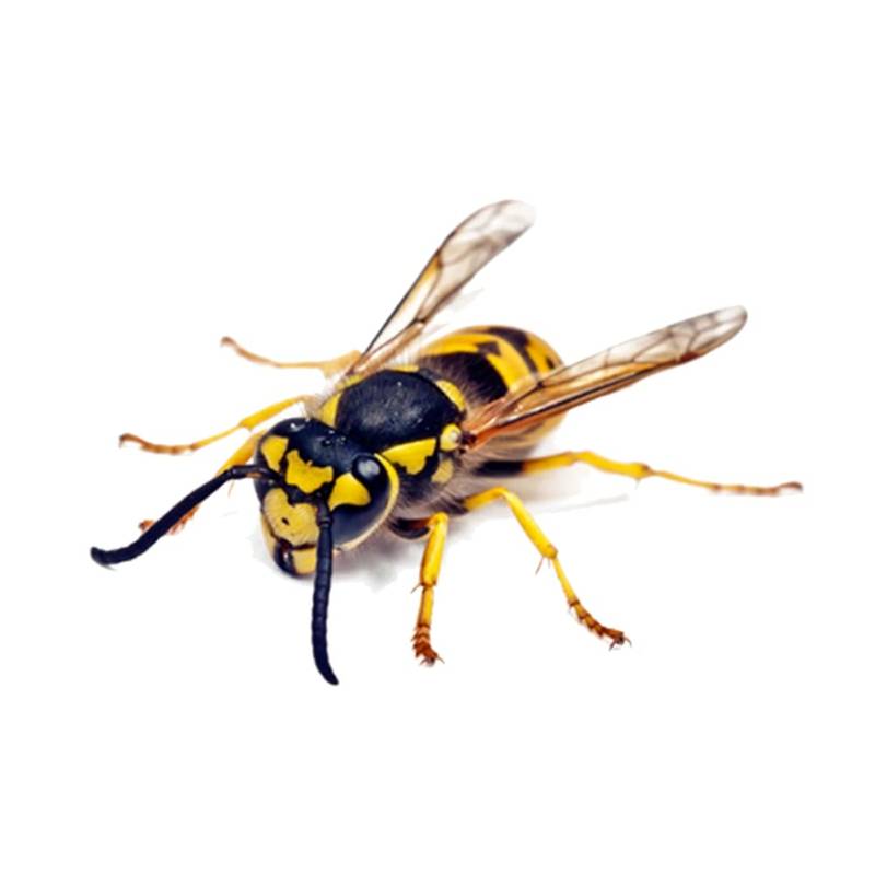 BYNYXI 3D Insekten Aufkleber, Realistische Libelle Heuschrecke Wespe Tankdeckel Aufkleber Auto Fenster Aufkleber Selbstklebende Wasserdicht Sticker für Laptop Camper Kühler Wand LKW-13.5cmx9.5cm von BYNYXI