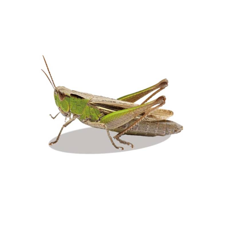 BYNYXI 3D Insekten Aufkleber, Realistische Libelle Heuschrecke Wespe Tankdeckel Aufkleber Auto Fenster Aufkleber Selbstklebende Wasserdicht Sticker für Laptop Camper Kühler Wand LKW-14.5cmx9.5cm von BYNYXI