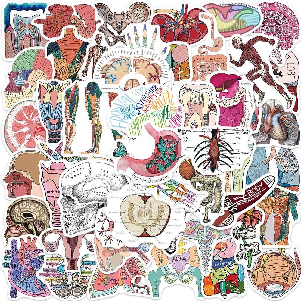 Bric Dodo 50 Stück Anatomie der Organe Aufkleber Auto Laptop Telefon Gitarre Skateboard Motorrad Fahrrad Organe Stickers Set Vinyl Wasserdicht Aesthetic Aufkleber für Jugendliche Kinder Erwachsene von Bric Dodo