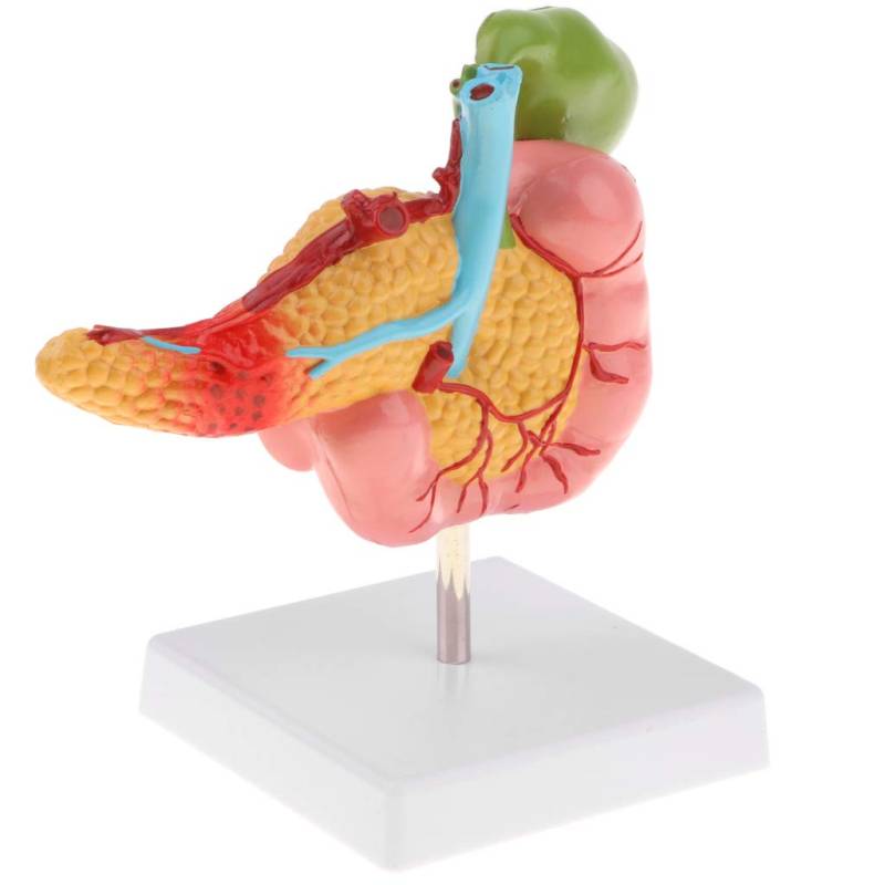 Pathologisches Anatomisches Modell als Display und Sammeln, aus von Fenteer