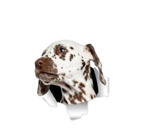 GAETOYEN Autoaufkleber Hund Personalisiert 15 cm 3D Dalmatiner-Hund-Aufkleber An Der Wand, Kühlschrank, Toilette, Auto, Fahrrad Css1A9147 von GAETOYEN