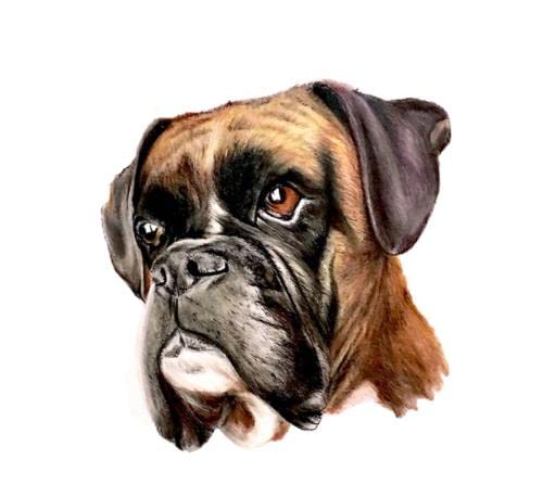 GAETOYEN Autoaufkleber Hund Personalisiert 21Cm（8.6 Inches） Für Boxer Hund Vinyl Auto Aufkleber Reparatur Aufkleber Windschutzscheibe Wasserdicht Kreative Dekoration(def1m2897) von GAETOYEN