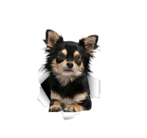 GAETOYEN Autoaufkleber Hund Personalisiert 25 cm 3D-Chihuahua-Hund-Aufkleber-Aufkleber An Der Wand, Kühlschrank, Toilette, Auto, Fahrrad Css1A9465 von GAETOYEN