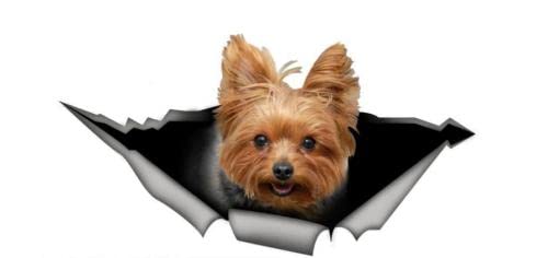 GAETOYEN Autoaufkleber Hund Personalisiert 25Cm Yorkshire Terrier Auto Aufkleber, Yorkshire Aufkleber, Haustier Aufkleber, Hund Aufkleber, Auto Aufkleber, Lustige Aufkleber, Laptop Aufkleber, von GAETOYEN