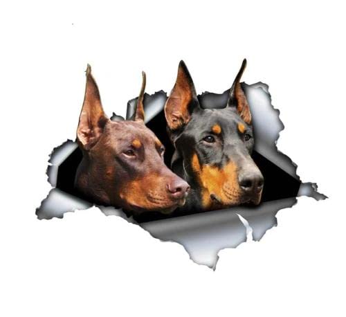 GAETOYEN Autoaufkleber Hund Personalisiert 30 cm Schwarzer Und Roter Dobermann-Autoaufkleber Zerrissener Metallaufkleber Reflektierende Aufkleber Wasserdichter Auto-Styling-Hundeaufkleber CSS von GAETOYEN