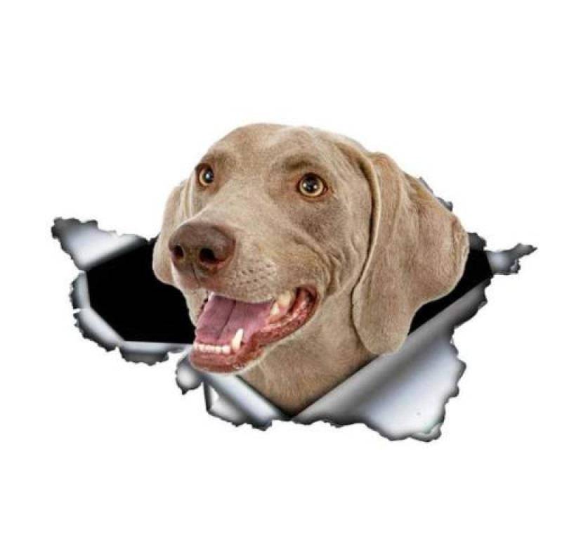 GAETOYEN Autoaufkleber Lustig Hund 15Cm Grauer Weimaraner-Autoaufkleber, Zerrissener Metallaufkleber, Reflektierende Aufkleber, Wasserdicht, Auto-Styling, Haustier-Hunde-Aufkleber (Hg11311Sd) von GAETOYEN