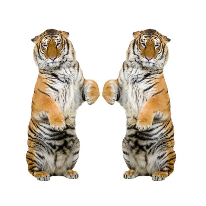 3D Tiger Auto Aufkleber, 1 Paar Stehende Tiger Aufkleber Auto Motorhaube Aufkleber Körper Frontstoßstange Kratzschutz Aufkleber Kühlschrank Türaufkleber Dekoration Auto Styling Zubehör-45cmx22.5cm von LSGGTIM