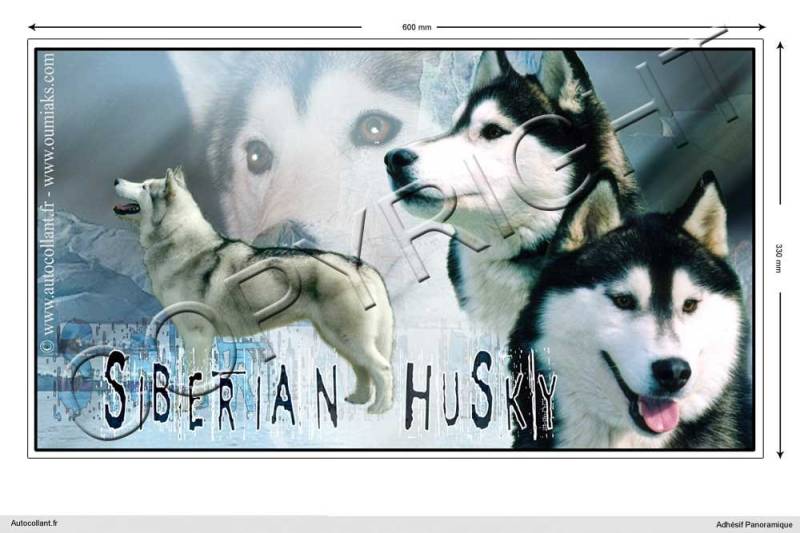 Pets-easy Rechteckige Aufkleber Hund 60cm Siberian Husky von Pets-easy