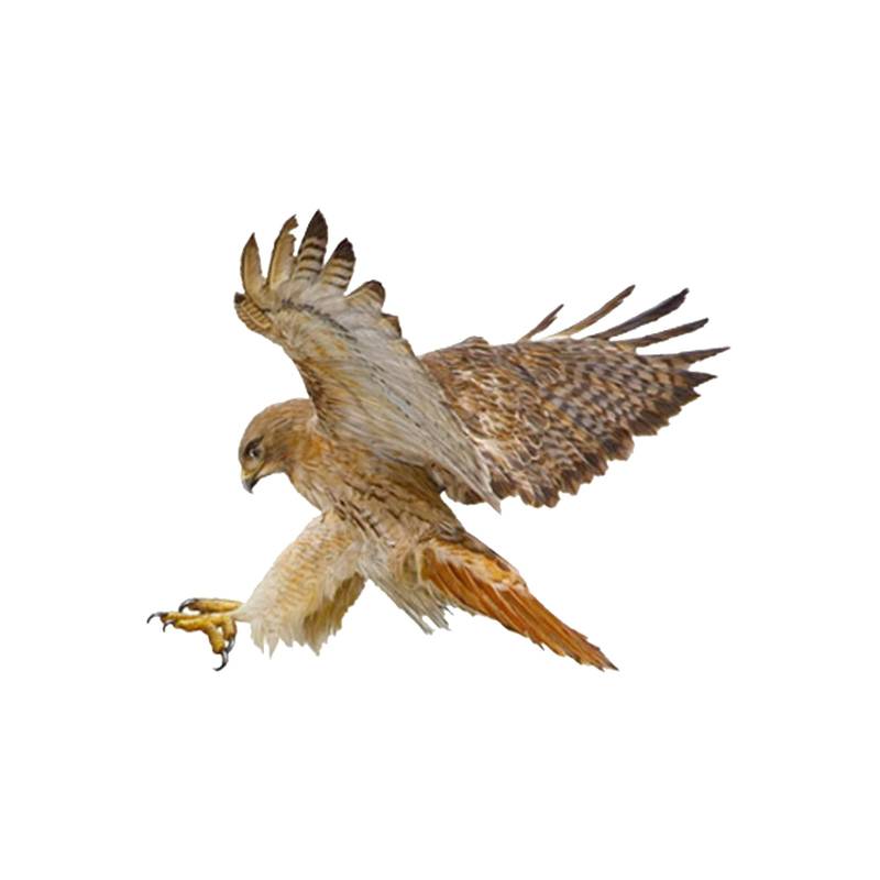 Piceioep Set Von 2 Vogelauto Aufklebern Reflektierende wasserdichte Abziehbilder Autohaube Bedecken Aufkleber Für Autofenster Laptops Skateboards von Piceioep