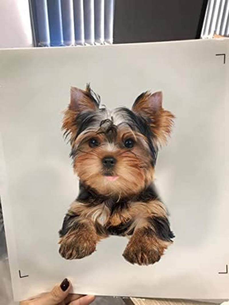 SANTPOT Kamelien-Druck, Yorkie-Aufkleber Für Autofenster, Yorkshire-Terrier-Aufkleber, Wasserfest, UV-beständig, Lebendiges Design, Einfache Anwendung Und Lange Haltbarkeit. (Yorkie-Wandaufkleber) von SANTPOT