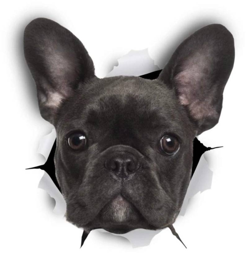 Sticker-Designs 10cm! Klebe-Folie Wetterfest Made-IN-Germany schwarz French Bulldog Französische Bulldogge Hund D799 UV&Waschanlagenfest Auto-Aufkleber Profi-Qualität! von FOXCUP