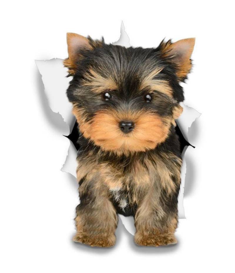 WildeBabsKLBT 15cm hochwertiger Aufkleber Sticker Decal Autoaufkleber Yorkie Yorkshire Terrier Hund hell-beige schwarz D806 3D-Effekt Rand Silber von WildeBabsKLBT