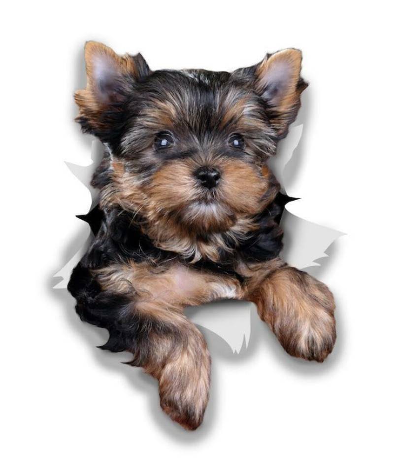 WildeBabsKLBT 15cm hochwertiger Aufkleber Sticker Decal Autoaufkleber Yorkshire Terrier dunkel-braun schwarz Hund D778 3D-Effekt Rand Silber von WildeBabsKLBT