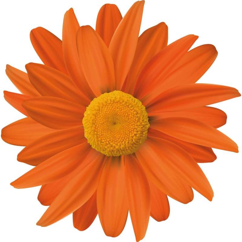 kleberio Selbstklebender Aufkleber Sticker Autoaufkleber wetterfest Blumen Mülltonne Blumenwiese Dekoration Fensterbild Fliesenaufkleber 10 x 10 cm - Orange Gerbera - von kleberio