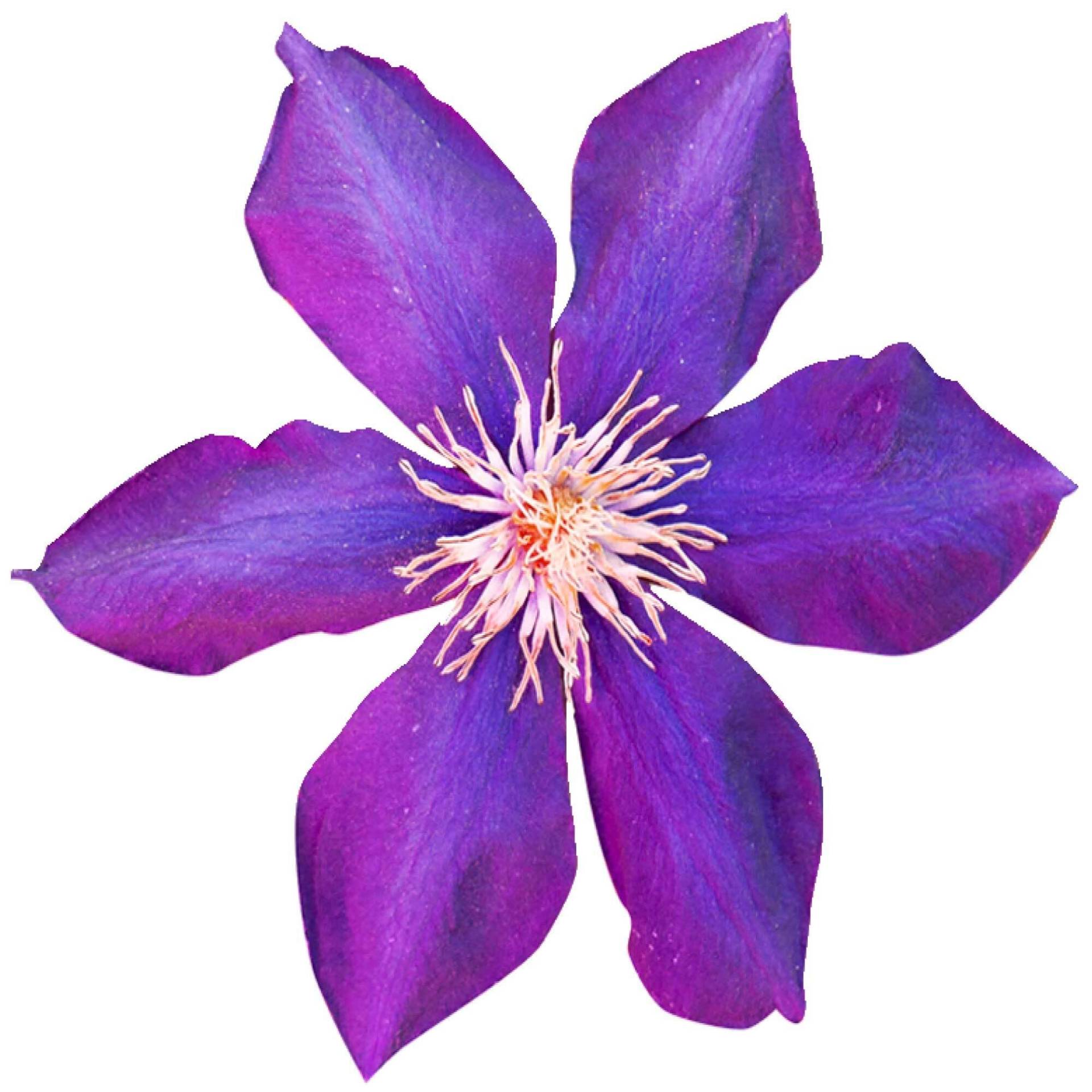 kleberio Selbstklebender Aufkleber Sticker Autoaufkleber wetterfest Blumen Mülltonne Blumenwiese Dekoration Fensterbild Fliesenaufkleber 10 x 10 cm - Violette Klematis - von kleberio