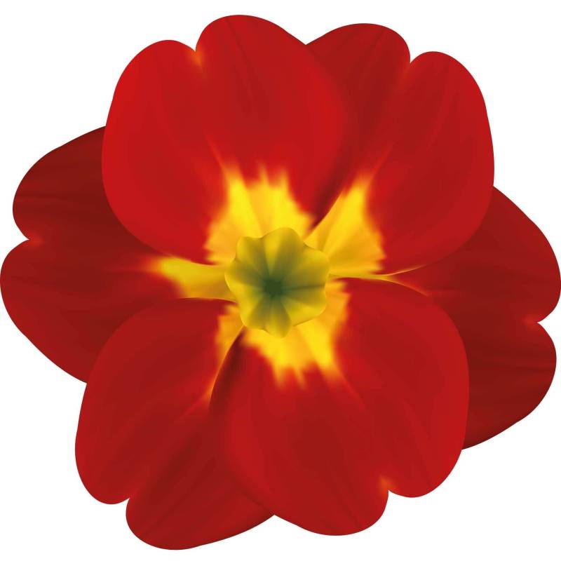 kleberio Selbstklebender Aufkleber Sticker Autoaufkleber wetterfest Blumen Mülltonne Blumenwiese Dekoration Fensterbild Fliesenaufkleber 20 x 19 cm - Rote gelbe Primel - von kleberio