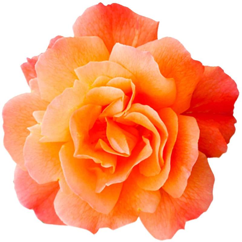 kleberio Selbstklebender Aufkleber Sticker Autoaufkleber wetterfest Blumen Mülltonne Blumenwiese Dekoration Fensterbild Fliesenaufkleber 20 x 20 cm - Orange Rose - von kleberio