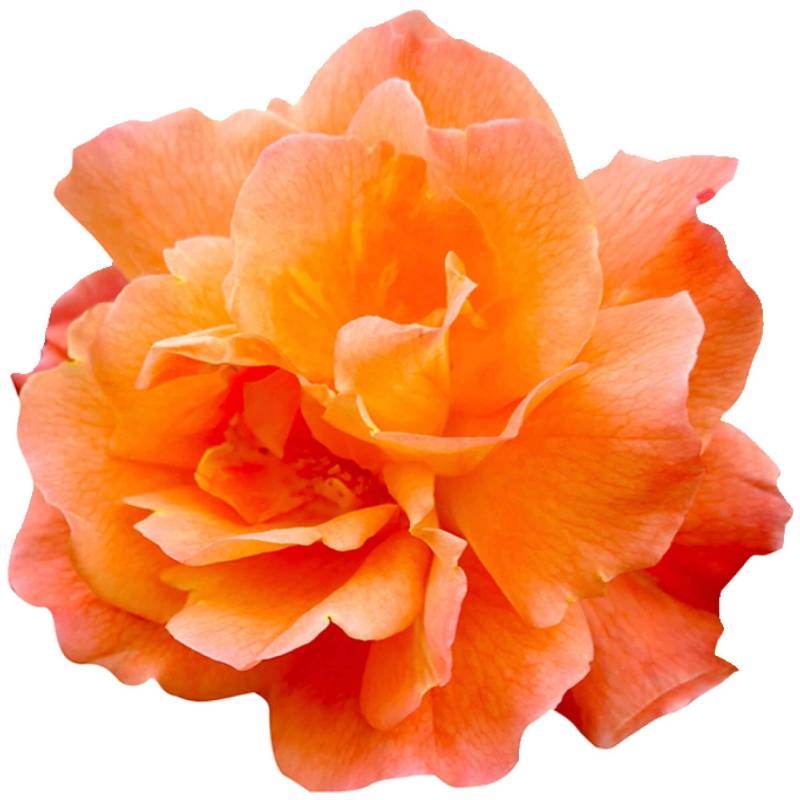 kleberio Selbstklebender Aufkleber Sticker Autoaufkleber wetterfest Blumen Mülltonne Blumenwiese Dekoration Fensterbild Fliesenaufkleber 20 x 20 cm - Rose orange - von kleberio