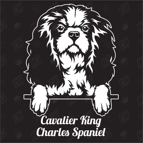 Cavalier King Charles Spaniel Version 1 - Sticker, Hundeaufkleber, Autoaufkleber, Hund, Auto, Hunderassen, Aufkleber, Mischling, Mix, Tiere, Haustier (AUCH MIT Wunschname MÖGLICH) von speedwerk-motorwear