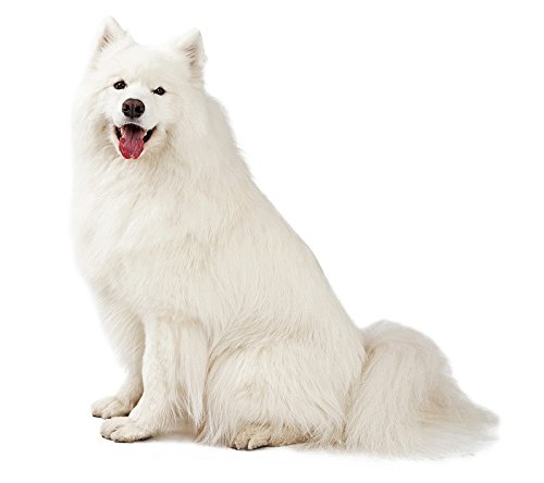 Hunde Aufkleber Sticker Samoyed von sticker-dealer