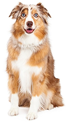 Hunde Aufkleber Sticker Australian Shepherd von sticker-dealer