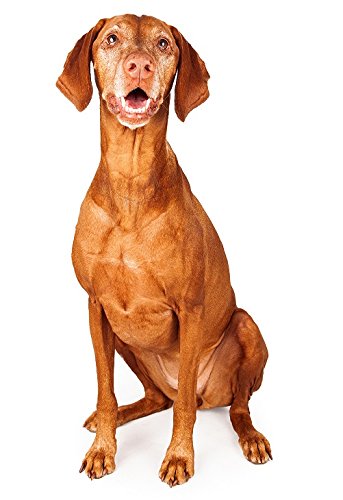 Hunde Aufkleber Sticker Motiv Vizsla von sticker-dealer